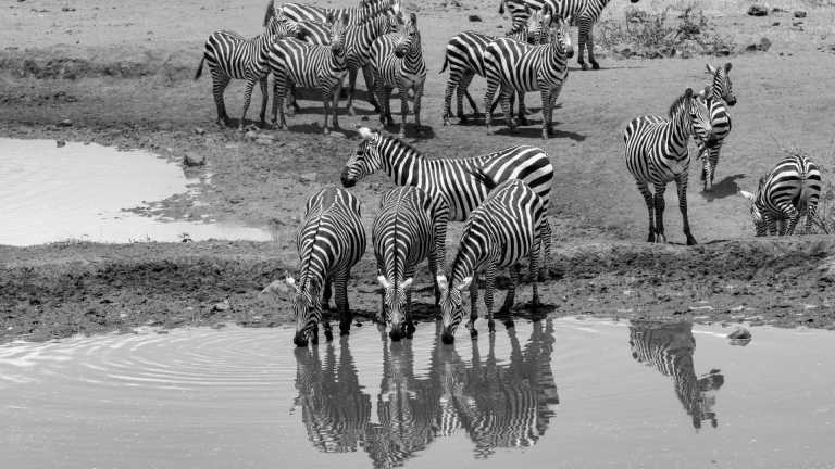 Kenya - The Best time to visit Kenya is here! - JoinMyTrip