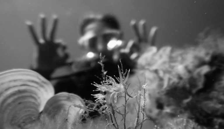 Spain - EAST COAST DIVERS MALLORCA - CoLearning - Diving on Mallorca! 🐟 Let's start our adventure!