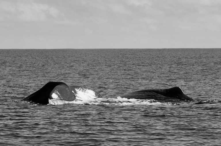 Portugal - São Miguel - Azores - WaterWellness, OceanLife & Volcanic treasures - 3
