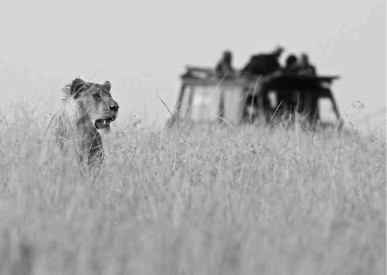 Kenya - 7 Days Safari in Nairobi, Kenya: Lake Elmenteita and Lake Nakuru to Maasai Mara - JoinMyTrip