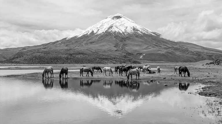 Ecuador - Parque Nacional Cotopaxi - 🇪🇨 Ecuador Mainland Essentials 🌋🦙 ALL INCLUSIVE!