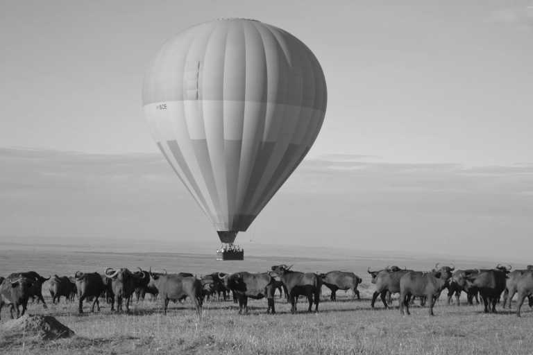 Kenya - Maasai Mara National Reserve - Kenyan Wonders Safari: All inclusive Maasai Mara, Lake Nakuru, Amboseli and Nairobi Adventure - 1