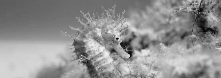 Spain - CoLearning - Diving on Mallorca! 🐟Let's start our adventure! - JoinMyTrip