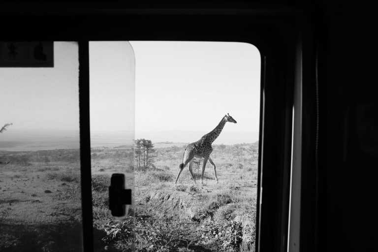 Tanzania - Simba Campsite A - Safari In Tanzania: Create Best Wildlife Experience
