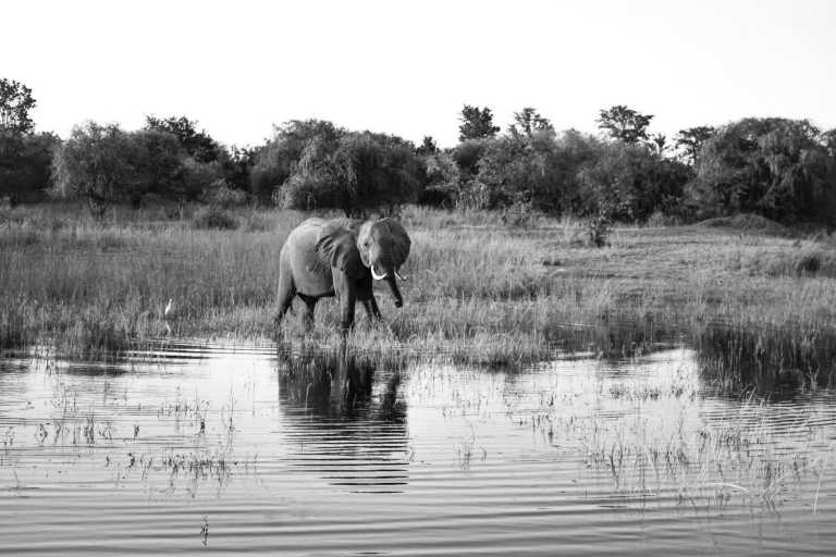 Subsahara-Afrika - Chobe National Park - Victoria Falls & Botswana Parks