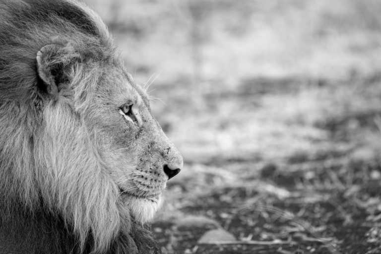 South Africa - Safaris in South Africa - JoinMyTrip