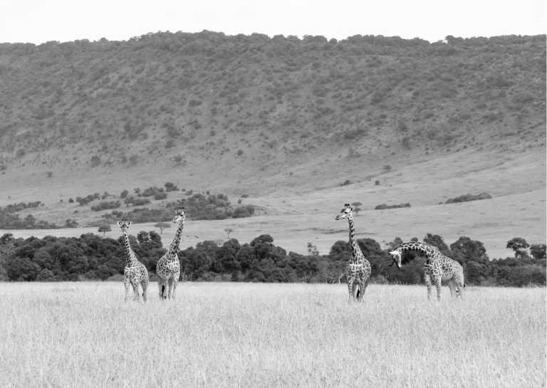 Kenia - Unforgettable Safari Experience: Maasai Mara, Lake Nakuru, and Amboseli Expedition in Kenya - JoinMyTrip