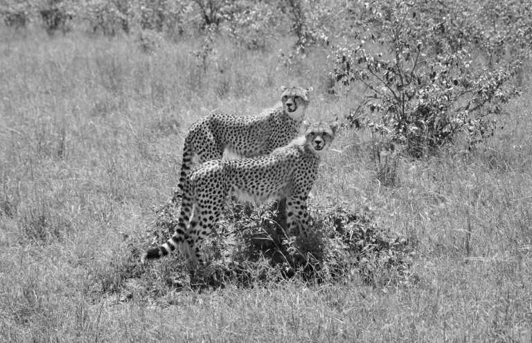 Kenya - Masai Mara National Reserve - 7-Days Safari in Kenya: A Wildlife Adventure that visit 4 Destinations in Kenya! - 1