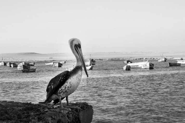 Peru - Paracas - Peru with Kayla - 2