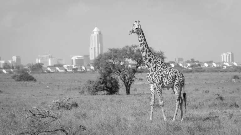 Kenya - Nairobi - Backpack the Kenyan Swahili Coast - 2