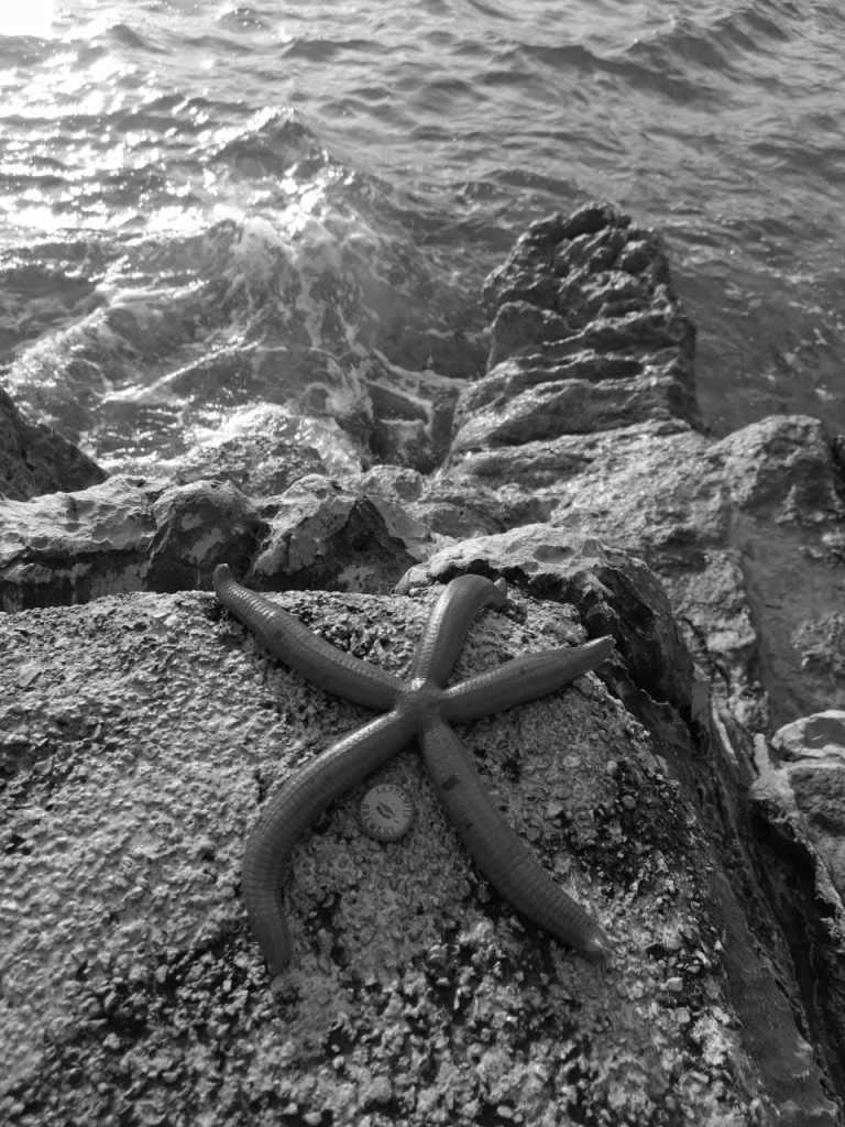 Montenegro - Budva - Montenegro Sea Life Adventures with a Local - Freediving, Boat trip, BBQ, Hidden Gems - 2