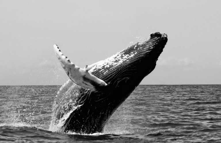 Kolumbien - Whale Watching in Nuquí - Colombia: An Adventure to Remember - JoinMyTrip