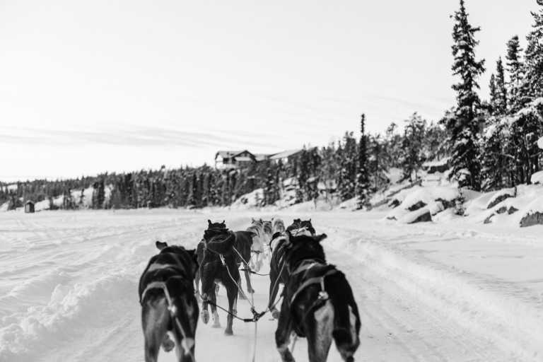 Schweden - Dog Sledding Tour in Sweden - Huskies, Northern Lights and Wilderness - JoinMyTrip