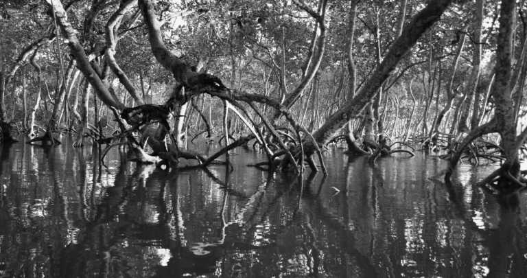 Mexiko - San Crisanto Mangrove Cenote Boat Tour - New Year's Eve in Yucatan 🐳🌅 - Mexico Off the beaten Path with a Local: Excursions 🐙, Beach🌴 Fiesta & More!