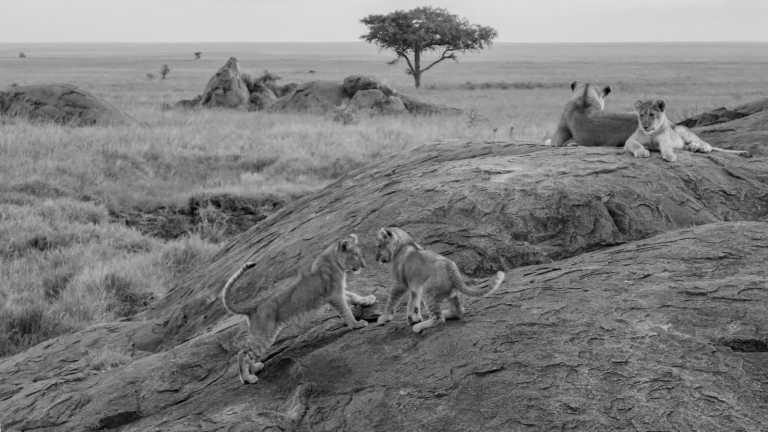 Tanzania - TANSANIA SAFARI - JoinMyTrip