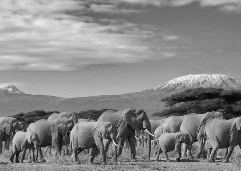 Tansania - Tanzania Safari - Single Private room (1pax) - JoinMyTrip