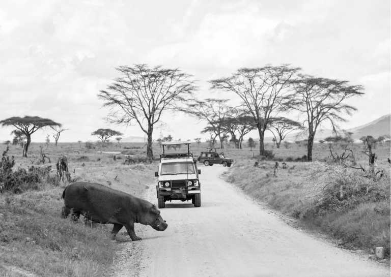 Tanzania - Discover Tanzania's Amazing Wildlife: Safari Adventures - JoinMyTrip