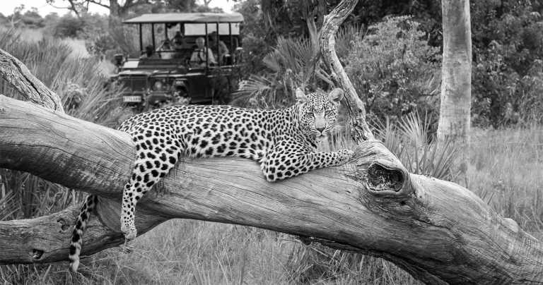 Sub-Saharan Africa - Moremi Game Reserve - Botswana Safari Experience: 4x4 Safari Trip in Botswana’s Majestic Parks - 1