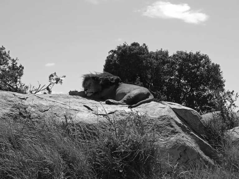 Tanzania - Serengeti National Park - 5 Days Tanzania Safari to Tarangire, Serengeti and Ngorongoro Crater