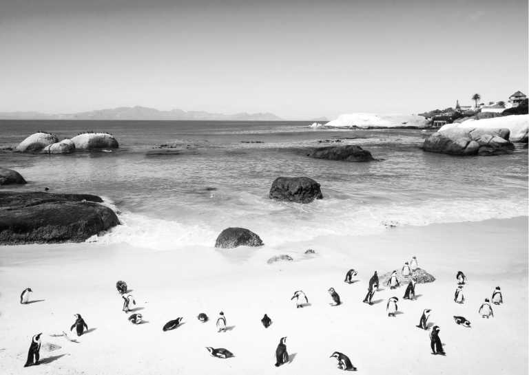 Südafrika - Southern most Point of Africa, Cape Town 🐧 Penguins, Whales and more ❗ - JoinMyTrip