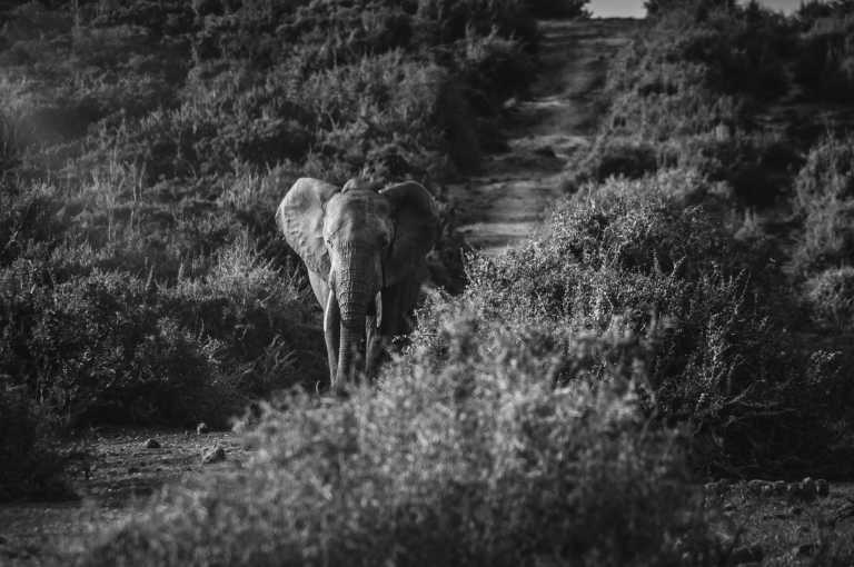 Südafrika - Südafrika Highlight Roadtrip: Garden Route, Panorama Route und Safari - JoinMyTrip