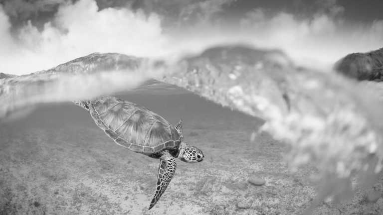 Tanzania - Nungwi Mnarani Aquarium - Your Invitation to Paradise: Zanzibar Wanderlust guide and photographer included 🌟