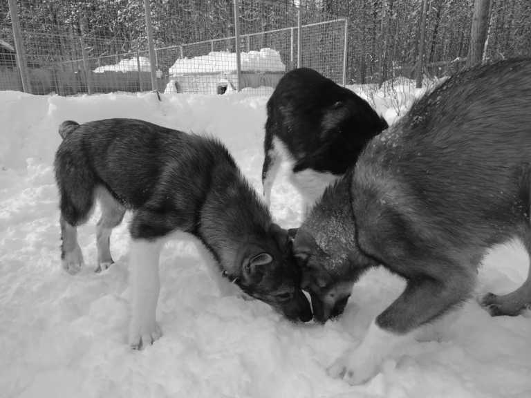 Sweden - Kuouka - Weekend Winter Experience Trip: Dog Sledding, Snowmobiling, and Norden Lights (All included) - 3