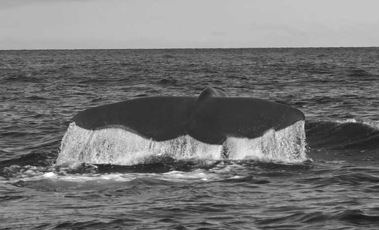 Portugal - Azores - meet biggest whales & wild dolphins in their natural habitat  🐋 - JoinMyTrip