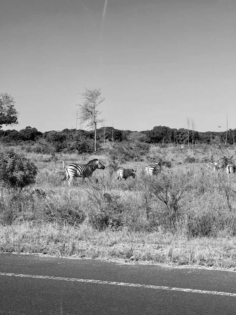 Sub-Saharan Africa - Flughafen O. R. Tambo - Echoes of the Wild: A Journey from Kruger's Big Five to Mozambique's Whale Wonders - 3
