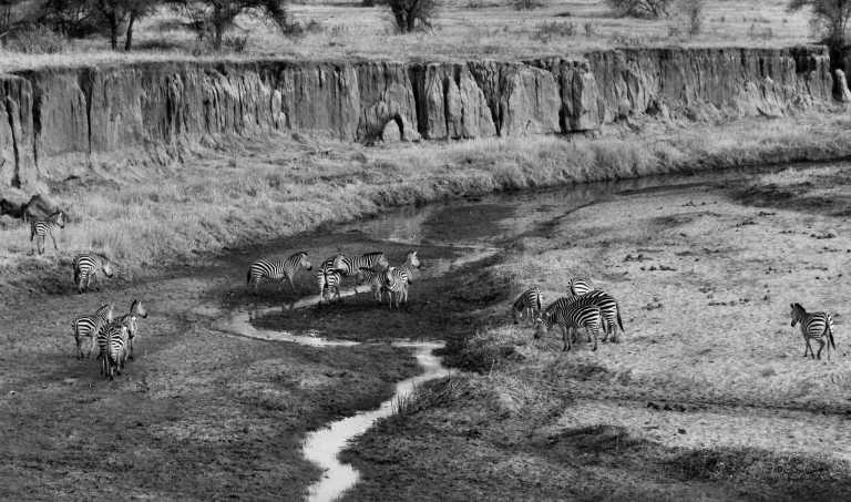 Tanzania - Serengeti National Park - Tanzania Safari to Tarangire, Serengeti and Ngorongoro Crater