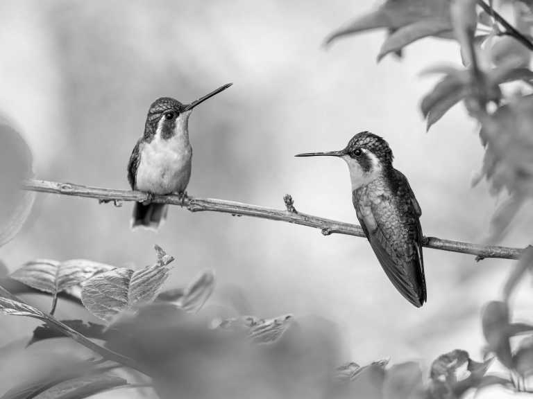 Colombia - Entdecke Kolumbien! Valle de Cauca - Die zwei Kordilleren - JoinMyTrip