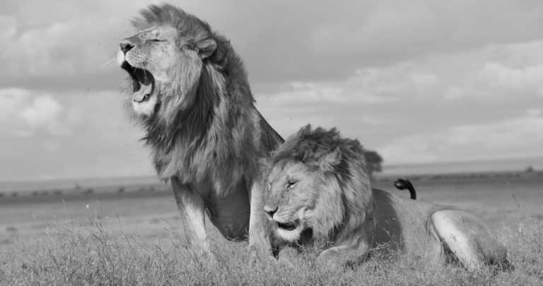 Tansania - Arusha Airport - Culture &Wildlife experience in Tanzania.