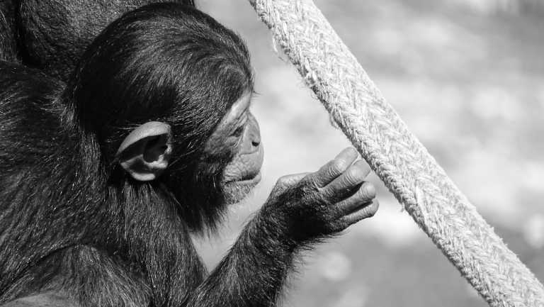 Uganda - Entebbe - Wild Encounters: Gorilla and Chimpanzee Trekking Adventure in Uganda