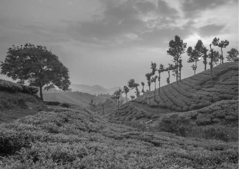 Indien - Munnar - Explore the Enchanting Beauty of Munnar, India: A Journey into Nature's Wonders - 1