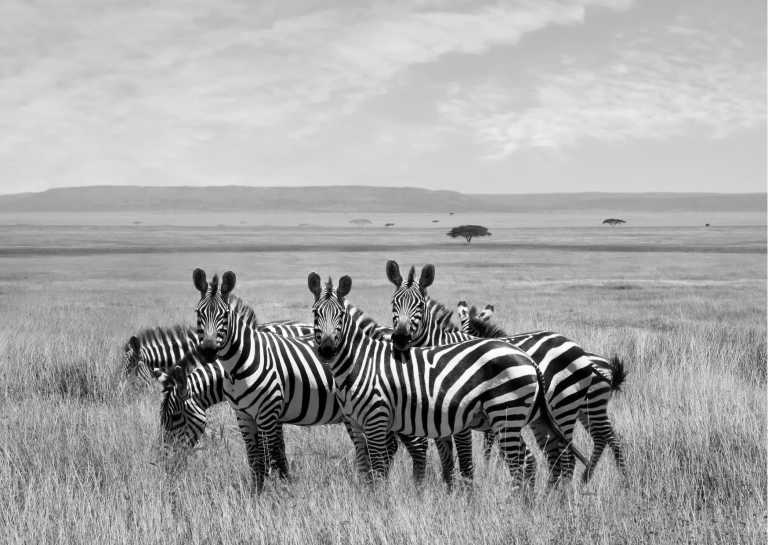 Sub-Saharan Africa - Into The Wild: African Adventure During August and September - JoinMyTrip