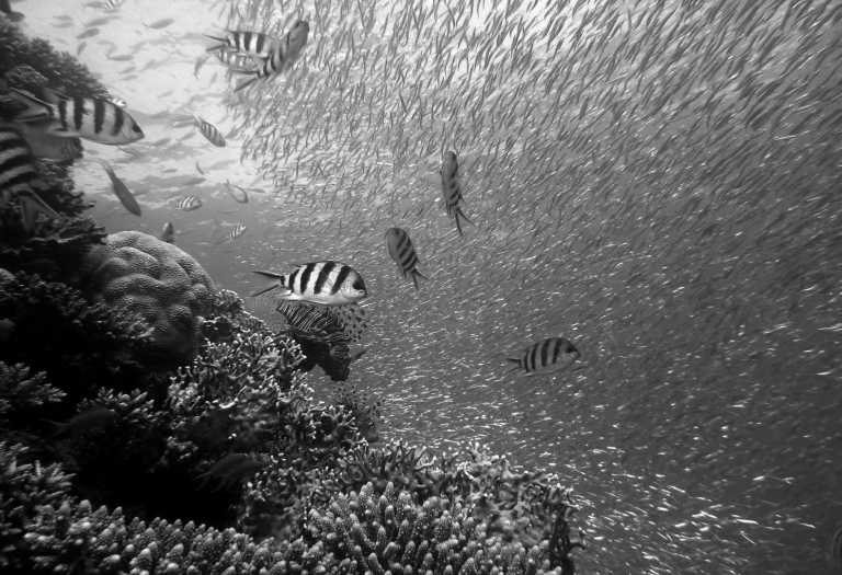 Ägypten - Ras-Mohammed-Nationalpark - Tauchreise als Gruppe nach  Sharm el Sheikh