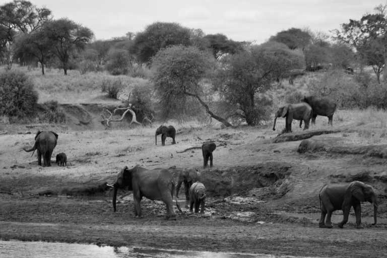 Tanzania - Karatu - Tanzania Safari to Serengeti National Park and Ngorongoro Crater