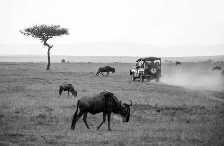 Kenya - Maasai Mara National Reserve - Experience The Great Migration Maasai Mara and Cycling in the Wild All Inclusive - 2