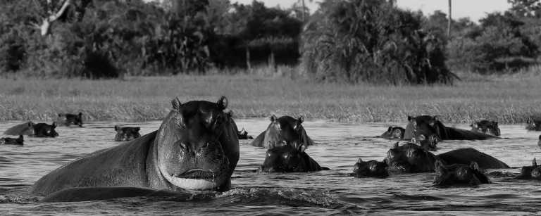 Sub-Saharan Africa - Moremi Game Reserve - Botswana Safari Experience: 4x4 Safari Trip in Botswana’s Majestic Parks - 2