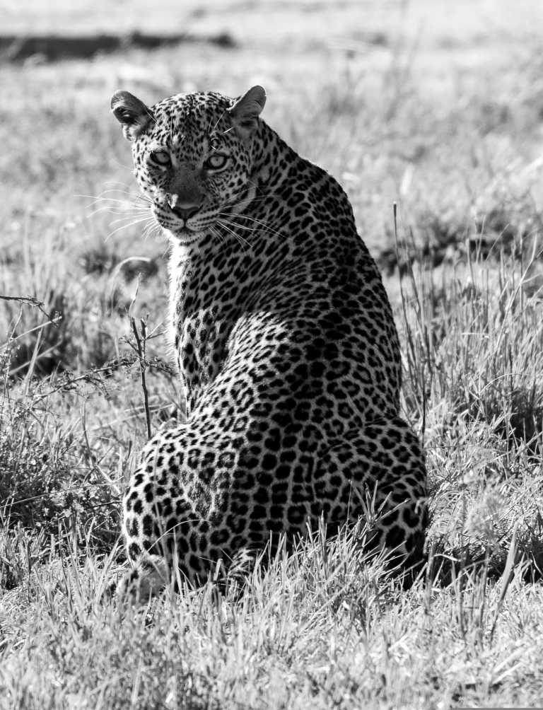 Eastern Africa - Masai Mara National Reserve - 🌍 KENYA & ZANZIBAR through Safari and Paradise beaches - 2
