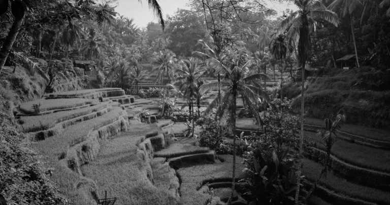 Indonesien - Ubud - Experience Bali like a local - 5 days trip filled with secret beaches and culture.