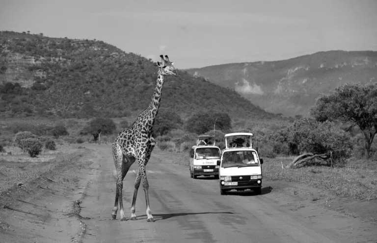 Kenia - Enjoy a Short Safari on the footprints of Finch Hattons in Tsavo West National Park Kenya - JoinMyTrip