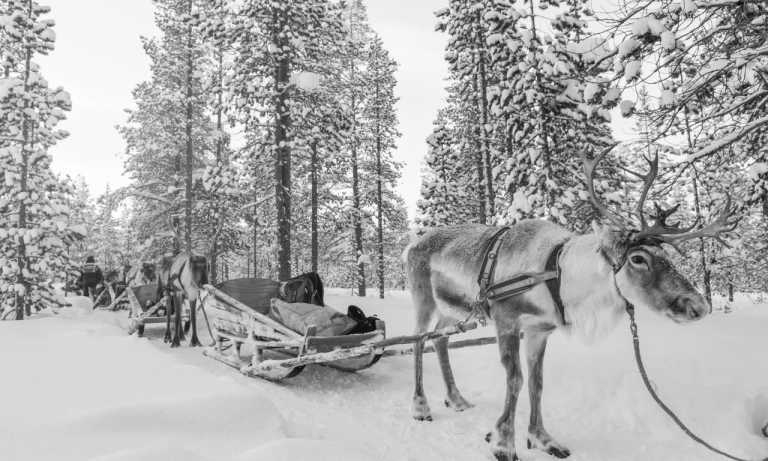 Finnland - Finland: ❄️🎅🏼 The ultimate winter adventure! Santa Claus, Reindeer sledge, Snowmobile , Northern lights, Helsinki & MORE Nordic cities!! - JoinMyTrip