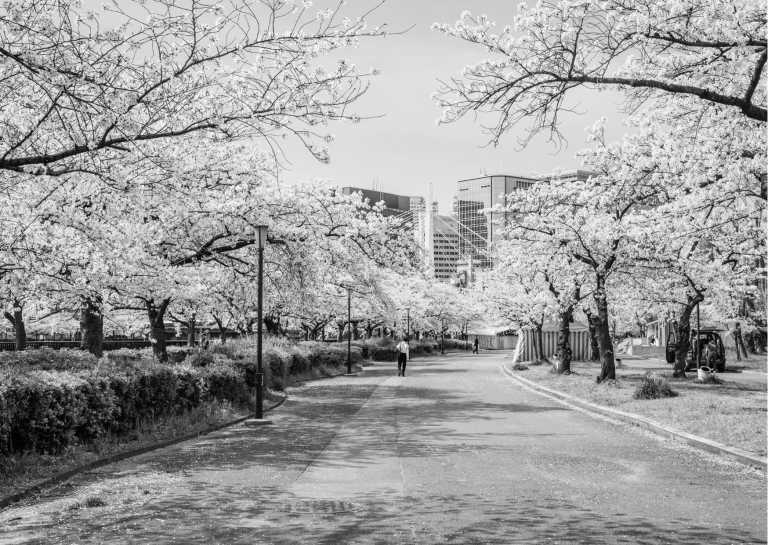 Japan - Spring in Japan:  2 wks Adventure for Cherry Blossom Seekers - JoinMyTrip