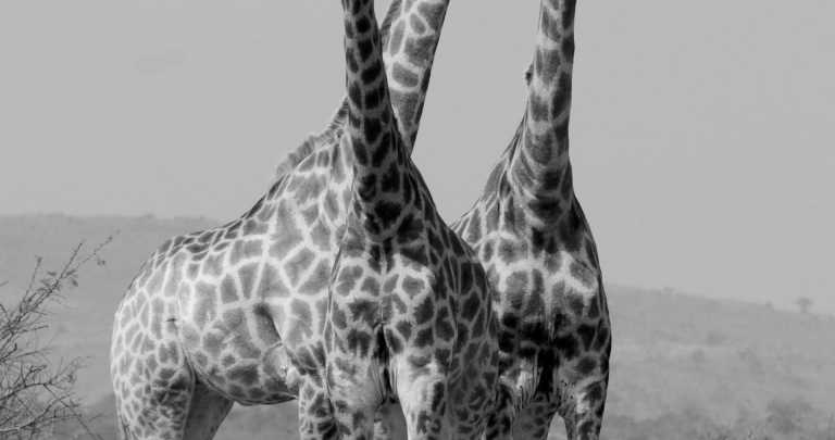 Tansania - Tarangire National Park - Culture &Wildlife experience in Tanzania. - 1