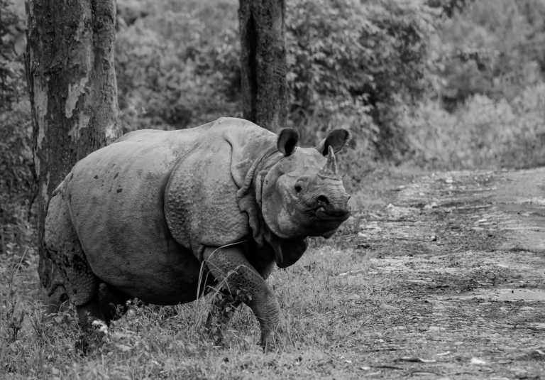 India - See the majestic One-Horned Rhino in Pobitora, India - A tranquil oasis where you can relax and rejuvenate! - JoinMyTrip