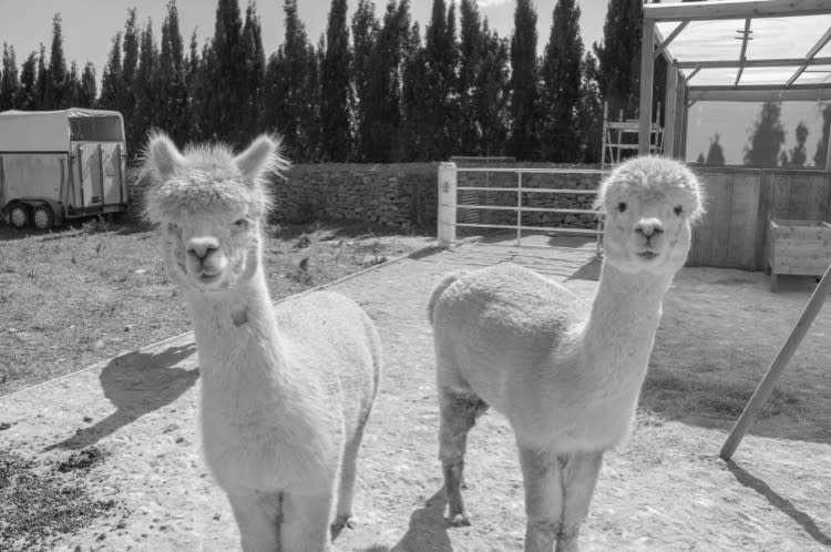 CoWorking 🏠 Mallorca 🔆 Alpacas 😍 Pool 🍹 - Travel Spain in April 2022 ...