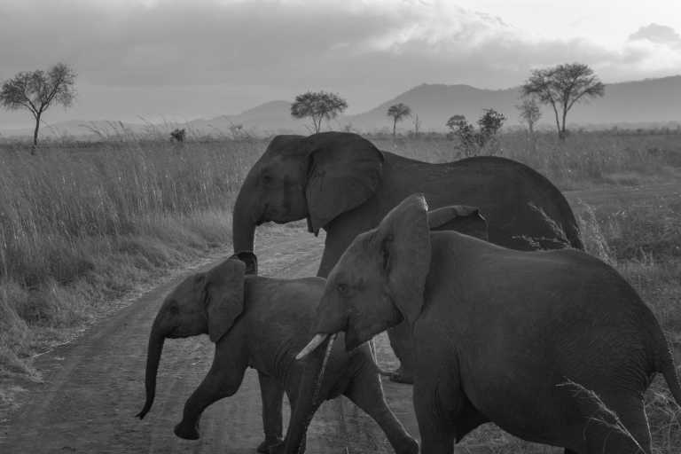 Tanzania - Tanzania New Year 2024 Season Safari to Tarangire, Serengeti and Ngorongoro Crater - JoinMyTrip