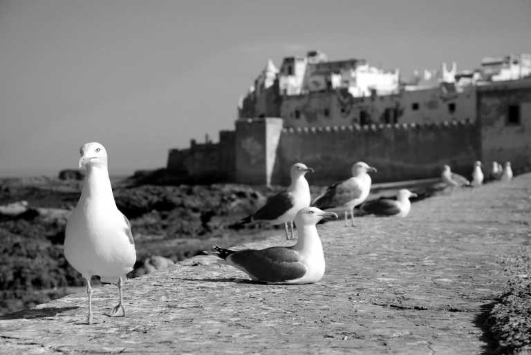 Morocco - Sqala du Port d'Essaouira - Exploring Essaouira, Morocco: Explore Hidden Gems from the Coastal of Essaouira - 2