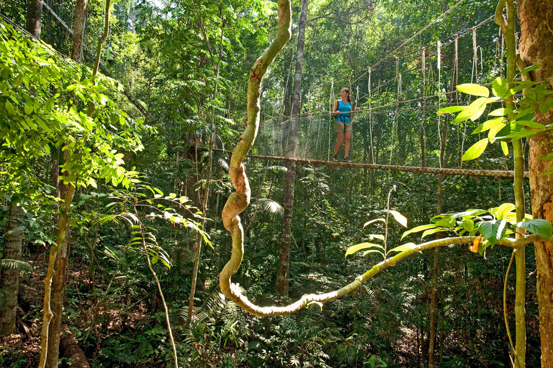 Malaysian Rainforests Overview